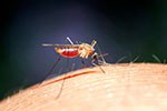 Long Island Tick & Mosquito Spraying
