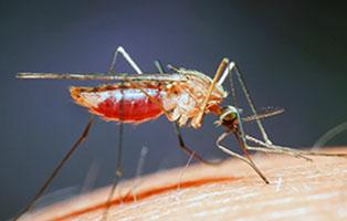 Long Island Tick & Mosquito Spraying